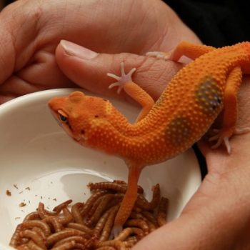 Choosing a Pet Lizard