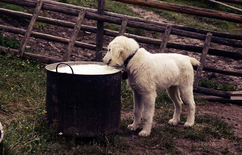 Changing Dog Food Cause Diarrhea