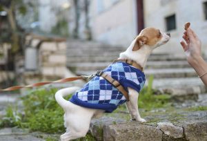 Dog Won't Eat Dog Food Anymore