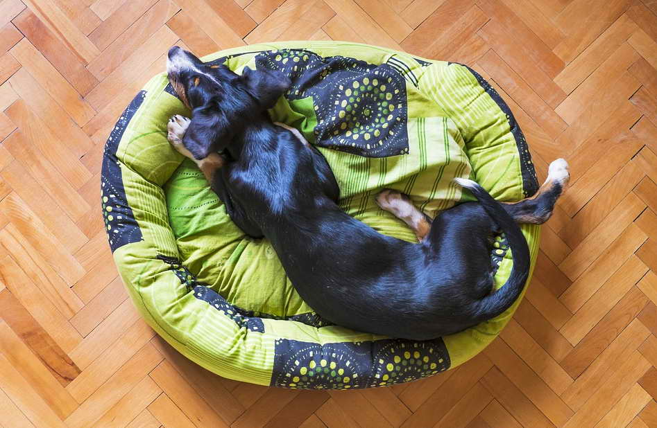 Comfy Dog Bed