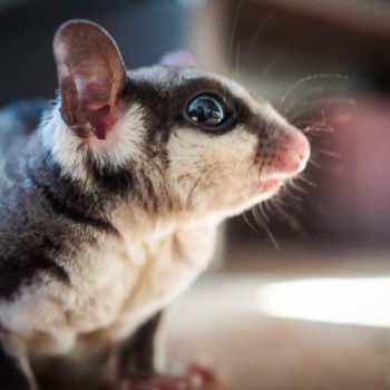 Everything You Should Know About Caring for a Sugar Glider