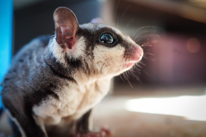 Everything You Should Know About Caring for a Sugar Glider