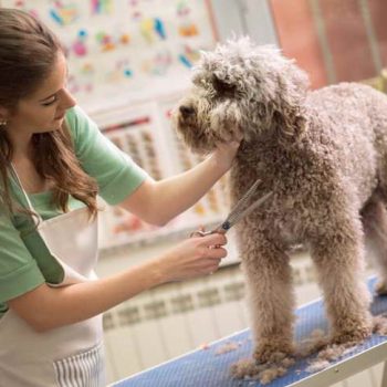 How to Prepare Your Dog for the Groomer