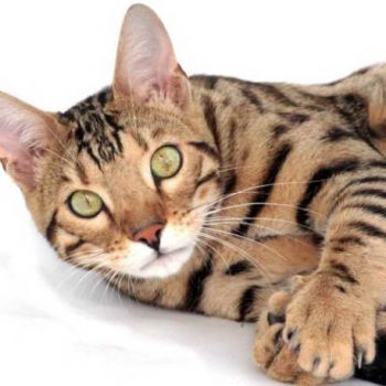 5 Fun Bengal Cat Facts