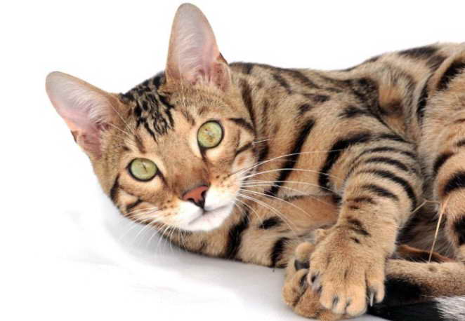 5 Fun Bengal Cat Facts