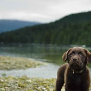 Common Characteristics and Traits to Expect from Your Black Lab Corgi