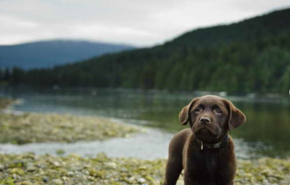 Common Characteristics and Traits to Expect from Your Black Lab Corgi