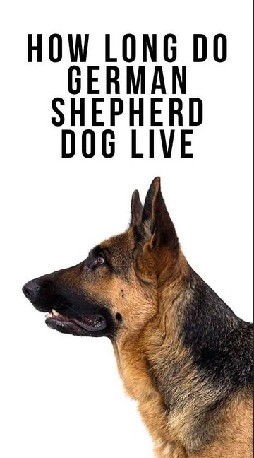 How Long Do German Shepherds Live 2