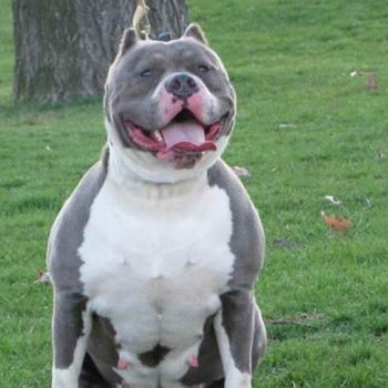 american pit bull terrier blue nose