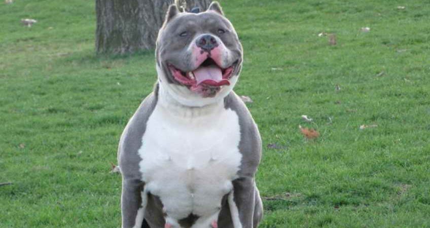 american pit bull terrier blue nose