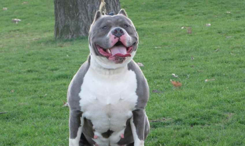 american pit bull terrier blue nose