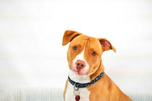 American Pit Bull Terrier Temperament