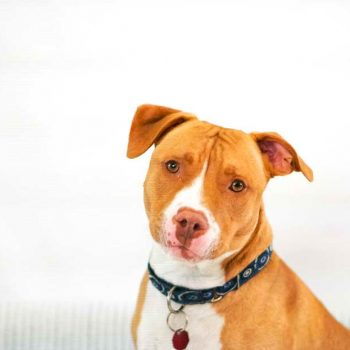 American Pit Bull Terrier Temperament