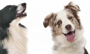 Australian Shepherd Border Collie Mix