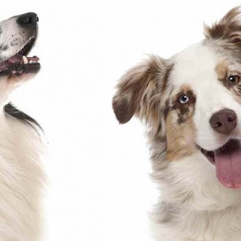 Australian Shepherd Border Collie Mix