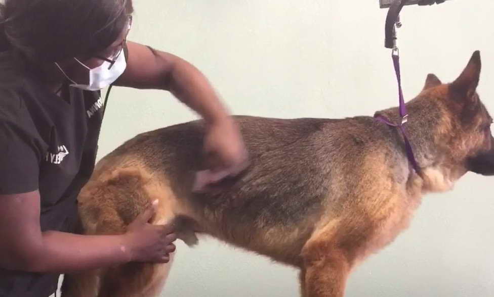 Can You Shave A German Shepherd
