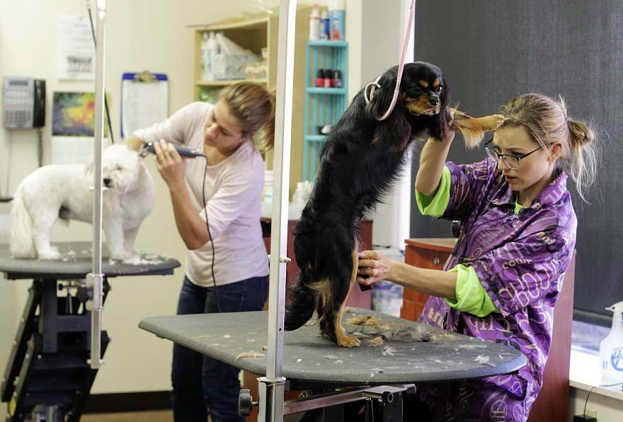 Dog Grooming in Bloomington IL