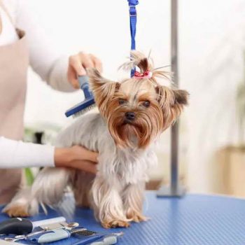 Dog Grooming Portland Oregon