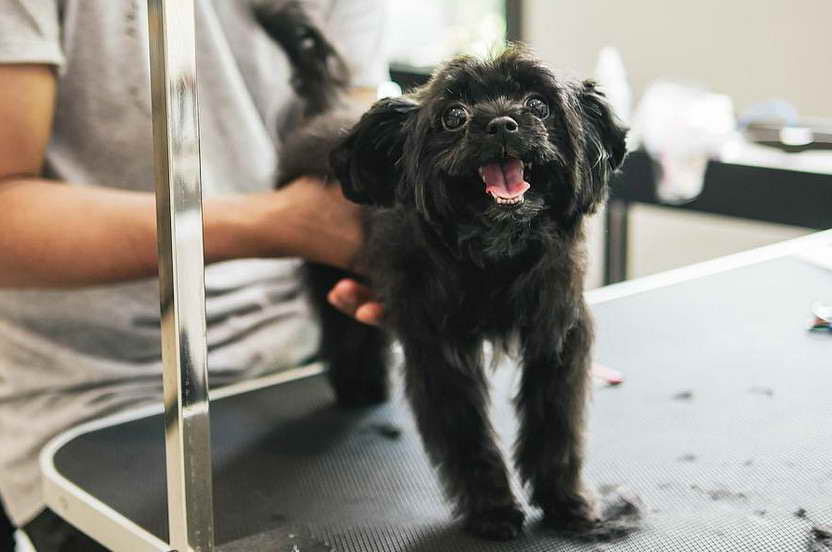 Dog Grooming South Austin