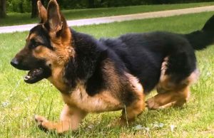 Dwarfism German Shepherd