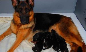 How Many Puppies Can A German Shepherd Have