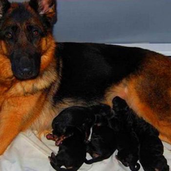 How Many Puppies Can A German Shepherd Have