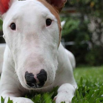 How Much Is A Bull Terrier