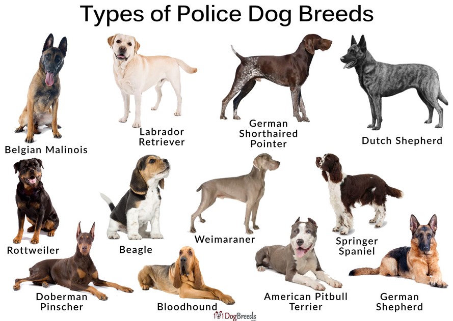 Police Dog Breed