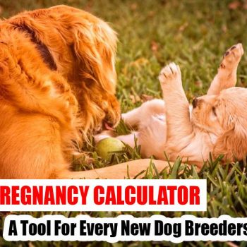 Dog Pregnancy Calculator