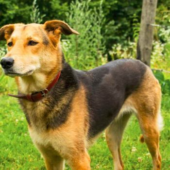 German Shepherd And Golden Retriever Mix