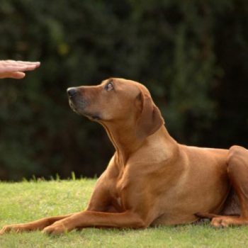 Should You Take Your Dog to Obedience School