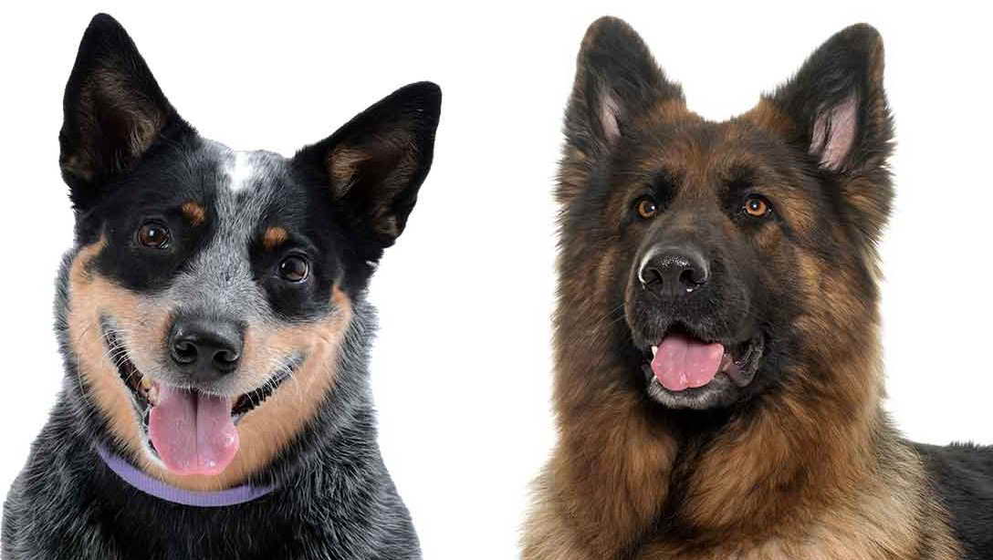 german shepherd blue heeler