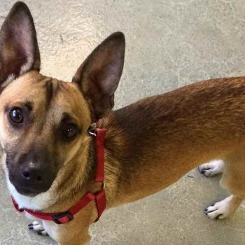 German Shepherd Mixed With Chihuahua