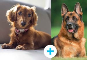 German Shepherd Weiner Dog Mix