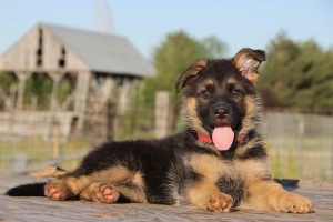 How Much Does German Shepherd Puppies Cost