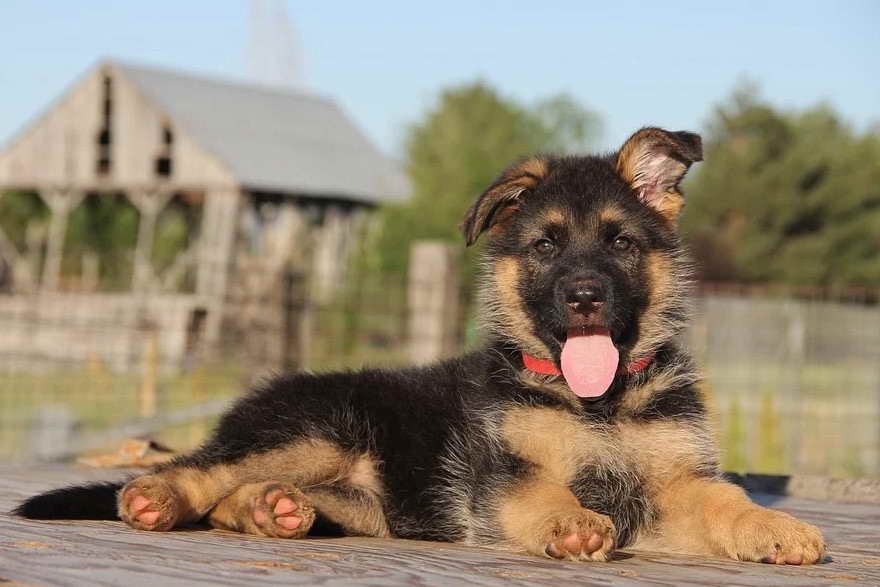 How Much Does German Shepherd Puppies Cost