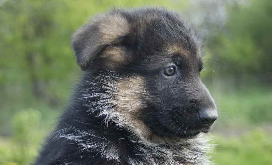 how much to feed german shepherd puppy