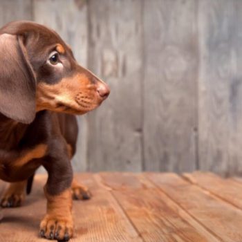 4 Facts About Dachshunds That Might Surprise You