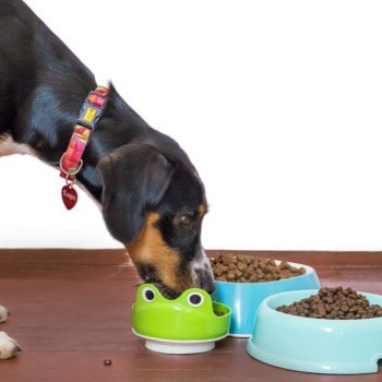 How To Make Healthy Dog Food