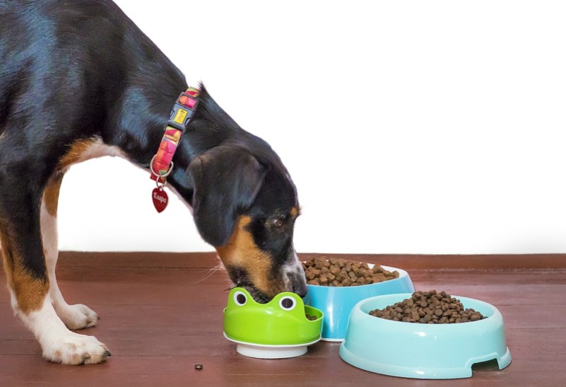 How To Make Healthy Dog Food