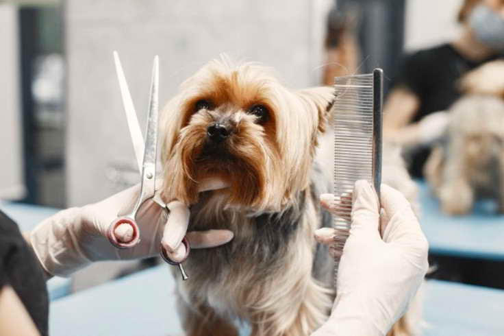 cost for dog grooming