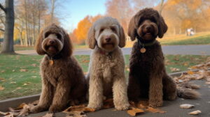 Mini Labradoodle Life Stages