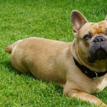 The 5 Most Common Behavioral Traits Of A French Bulldog