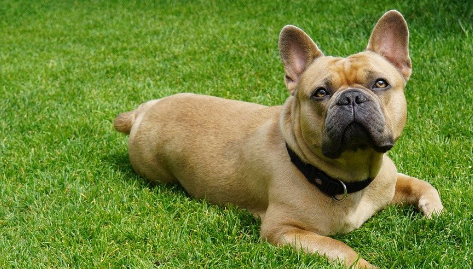 The 5 Most Common Behavioral Traits Of A French Bulldog