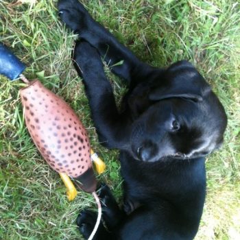 Labrador Puppies Maine