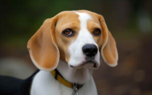 Lemon And White Beagle