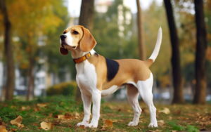 Lemon Beagle Training and Socialization