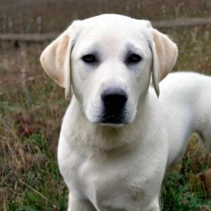 White Labrador Retriever