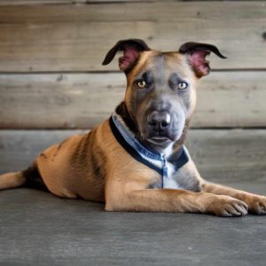 Adopting Pitbull German Shepherd Mix Breed