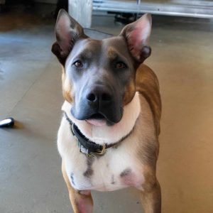 Adopting Pitbull German Shepherd Mix Lifespan